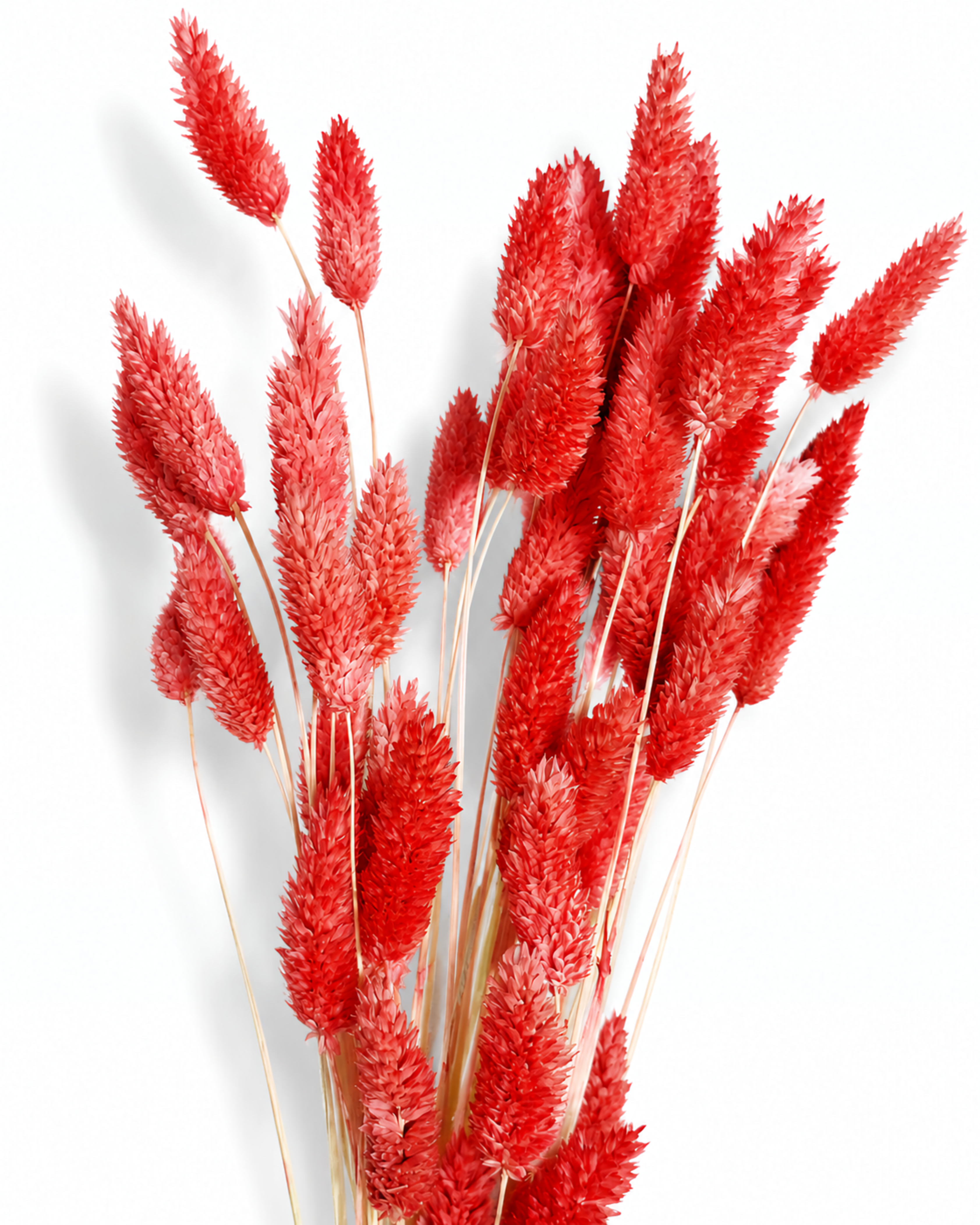 A bouquet of 50 preserved coral pink-red Phalaris grass stems standing upright, showing sturdy stems and dense seed heads on a white background.
