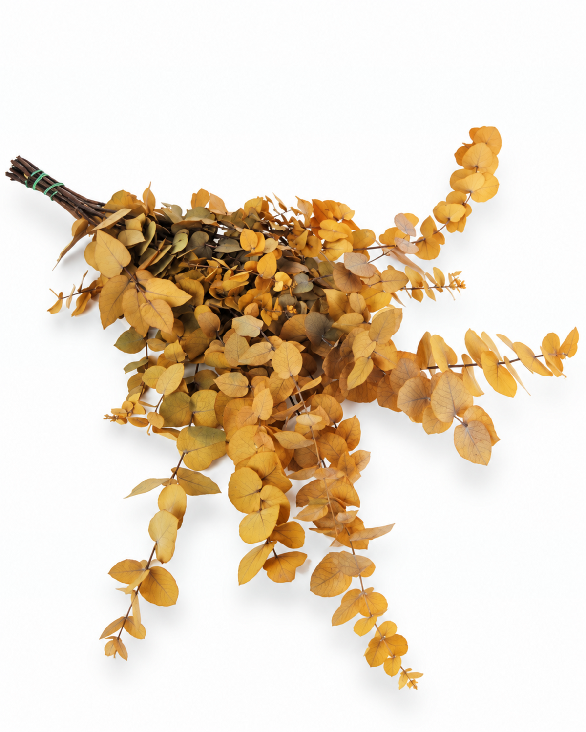 Full bundle of preserved ochre eucalyptus stuartiana stems tied together.