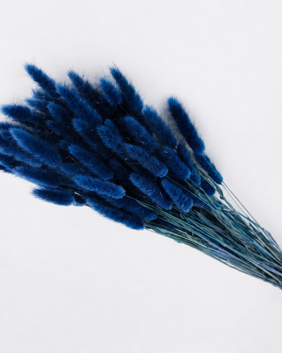 Cobalt blue Bunny Tail Grass