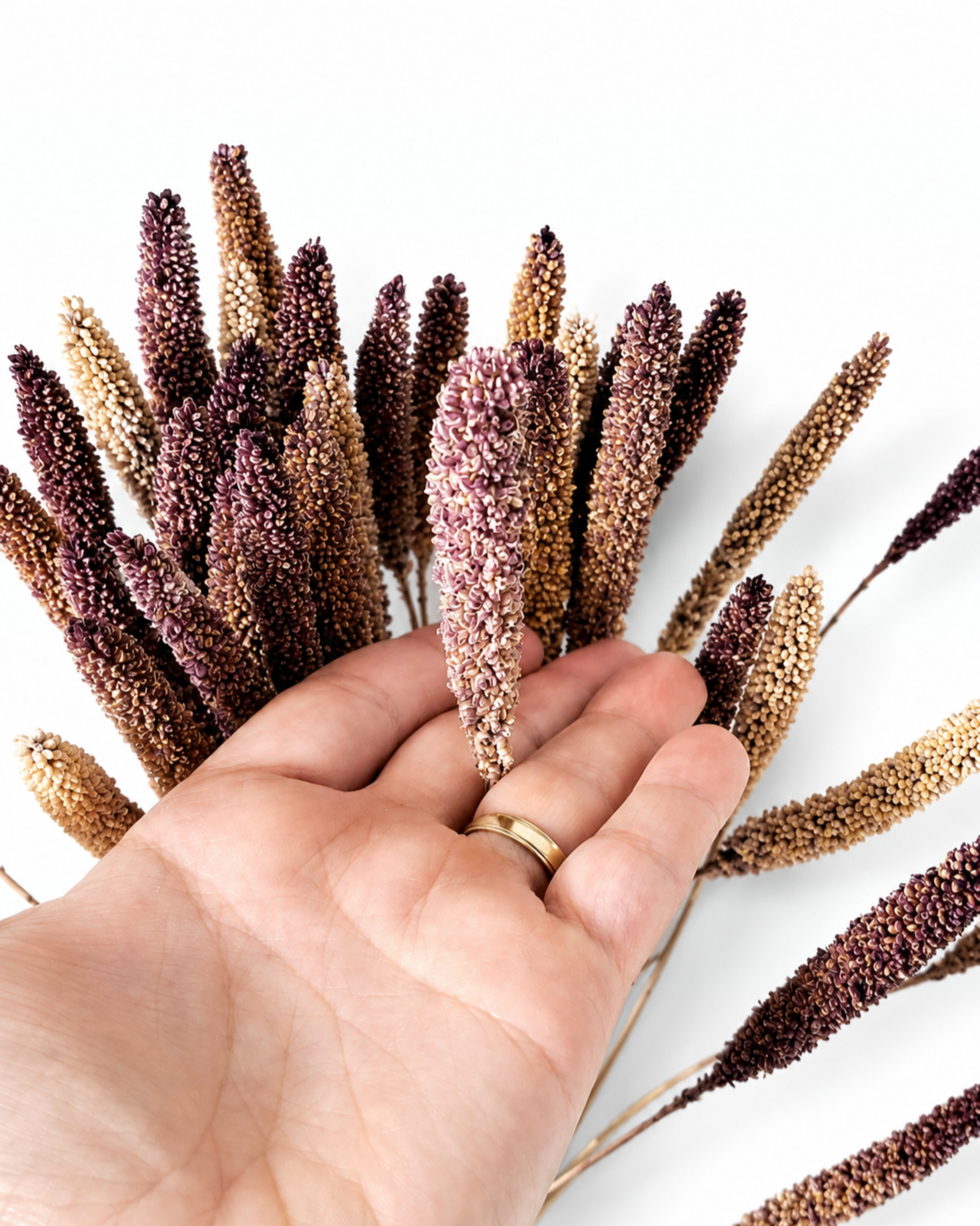 A hand holding a single purple-brown dried Setaria stem over a bundle, showing the detailed beaded texture of the seed head.
