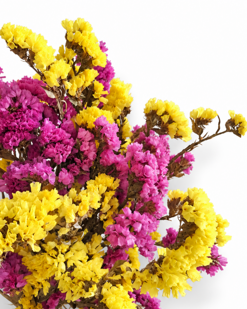 Close-up shot of paper-textured yellow and fuchsia pink dried Statice blooms.
