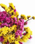 Close-up shot of paper-textured yellow and fuchsia pink dried Statice blooms.
