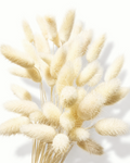 Detailed close-up photo of fluffy bleached white Lagurus bunny tail heads showing soft velvety texture against a clean white background.
