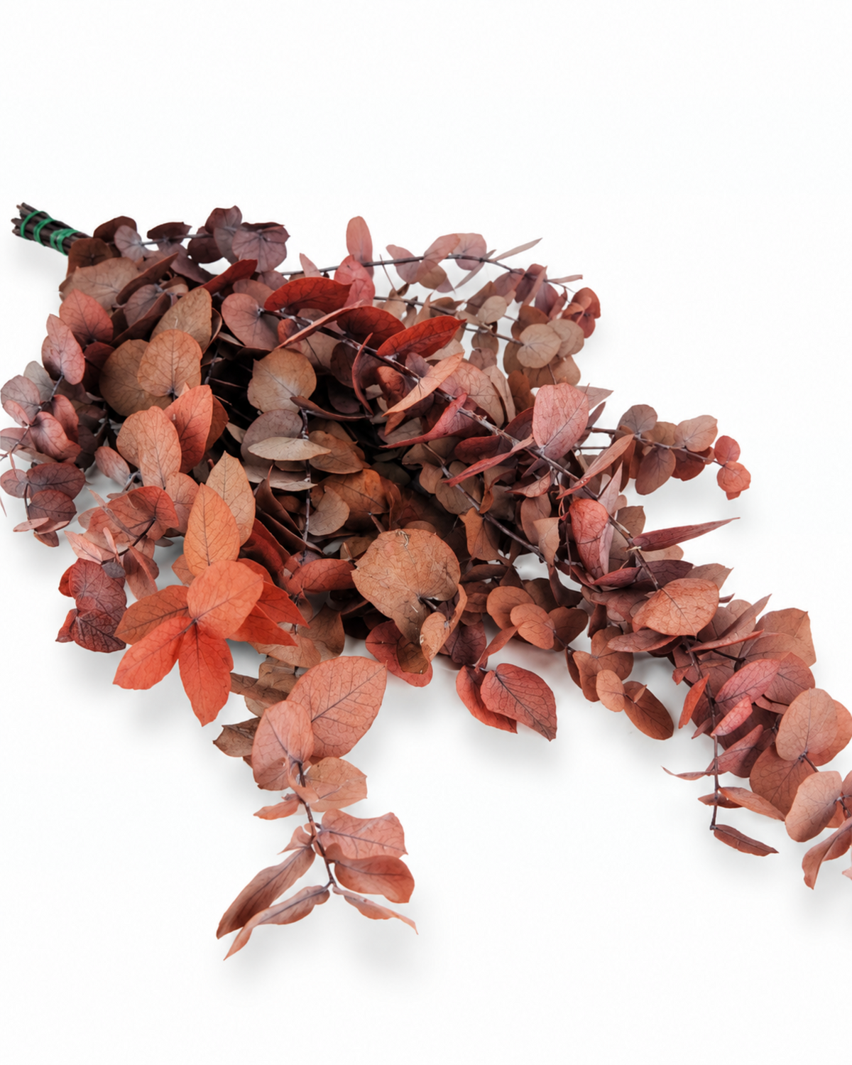 Top view of preserved sienna red eucalyptus stuartiana foliage with broad ruffled leaves.
