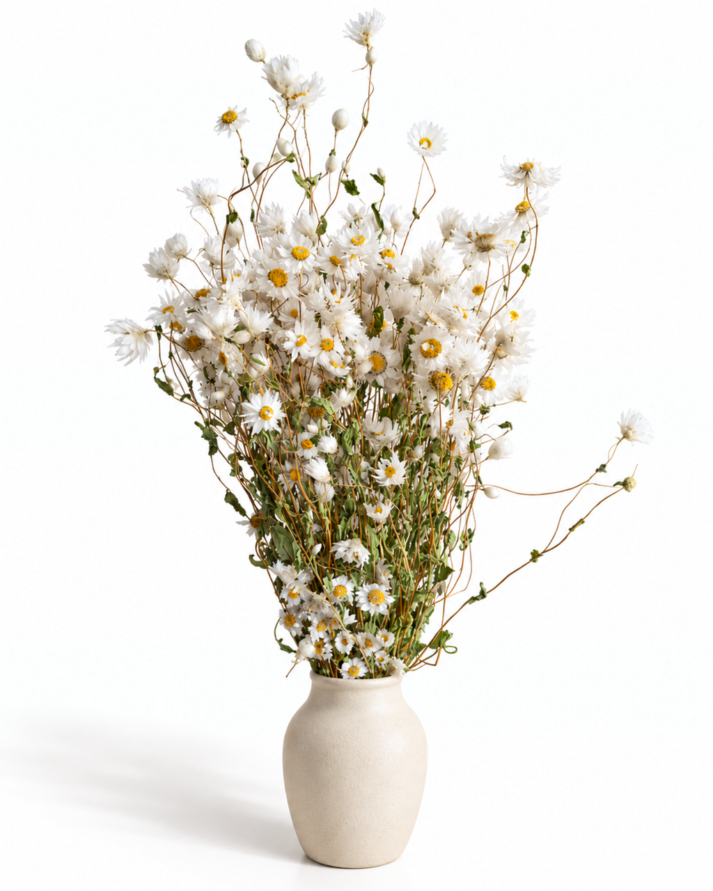 Dried White Rodanthe Daisy Stems - Natural Dried Daisy Flowers Bunch 90-100g
