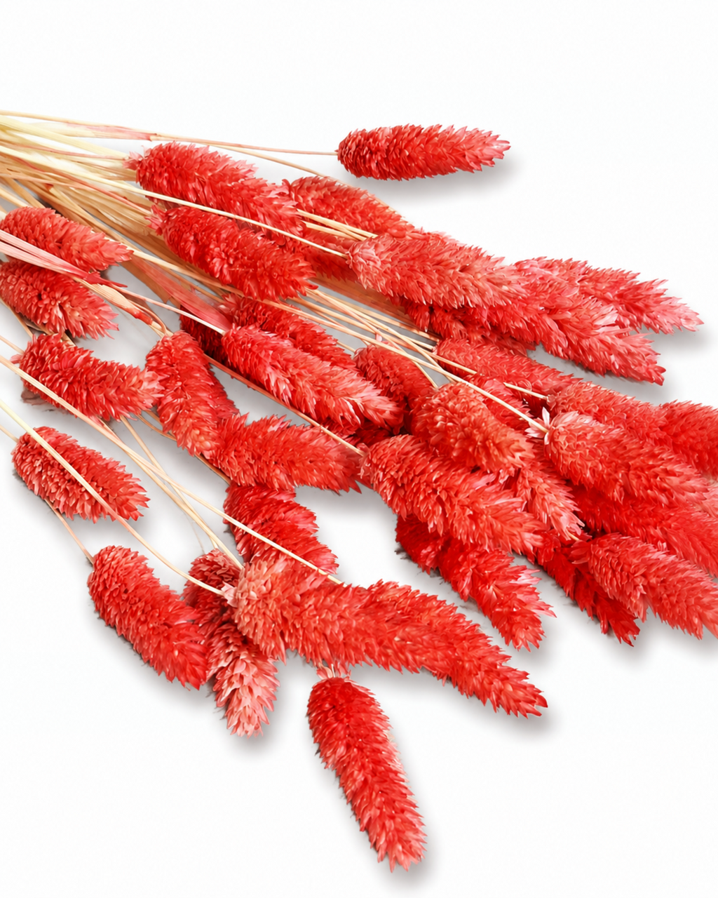A bundle of preserved soft pink-red Phalaris stems laid diagonally on a plain white backdrop, highlighting 50-60 cm stem lengths.
