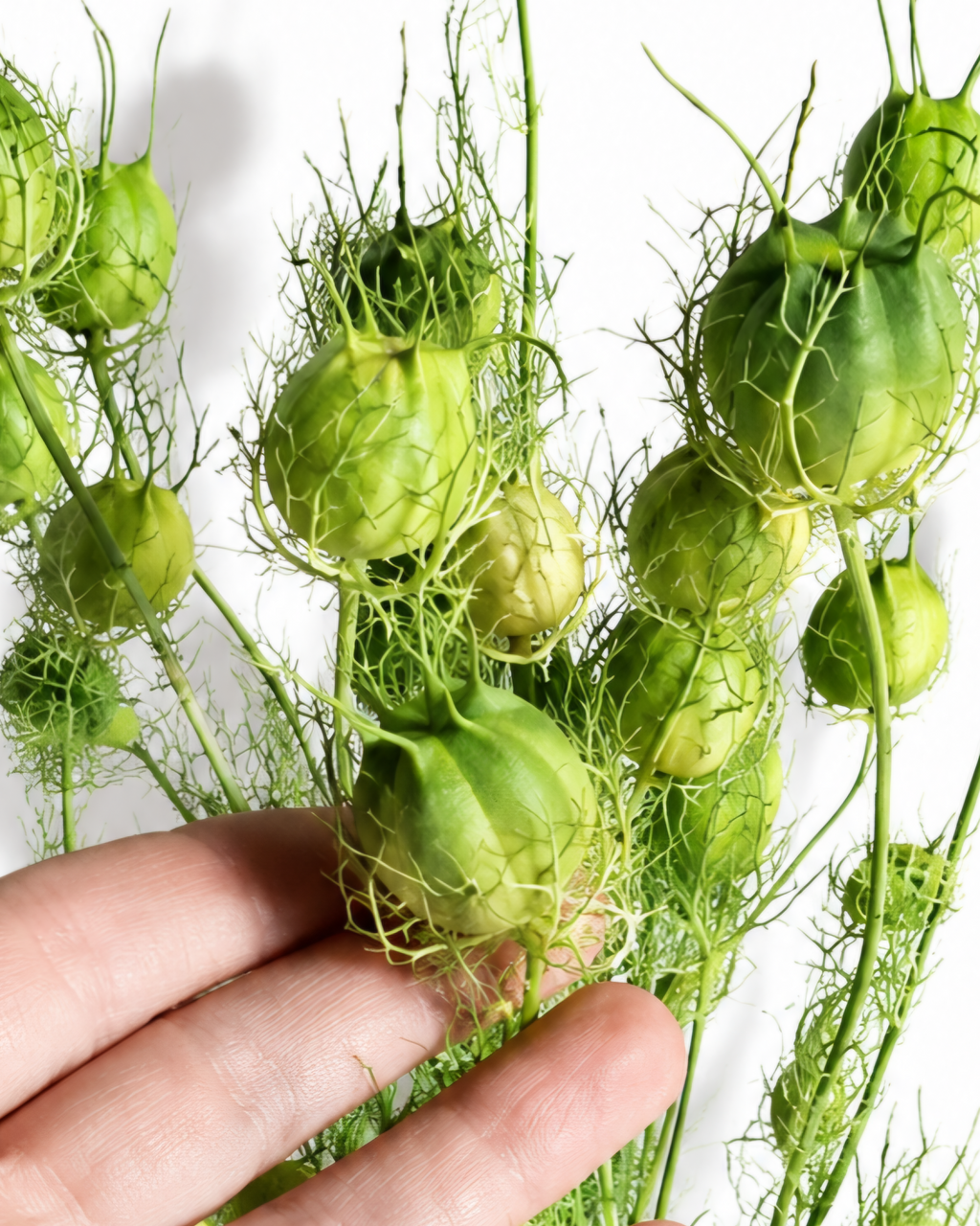 Bright Green Nigella Pods, Dried Seed Heads