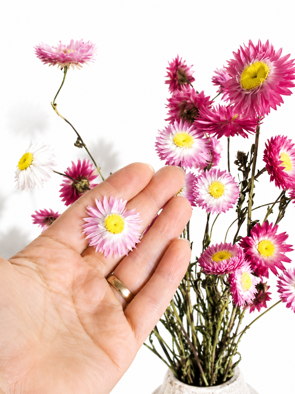 Pink Helichrysum Stems