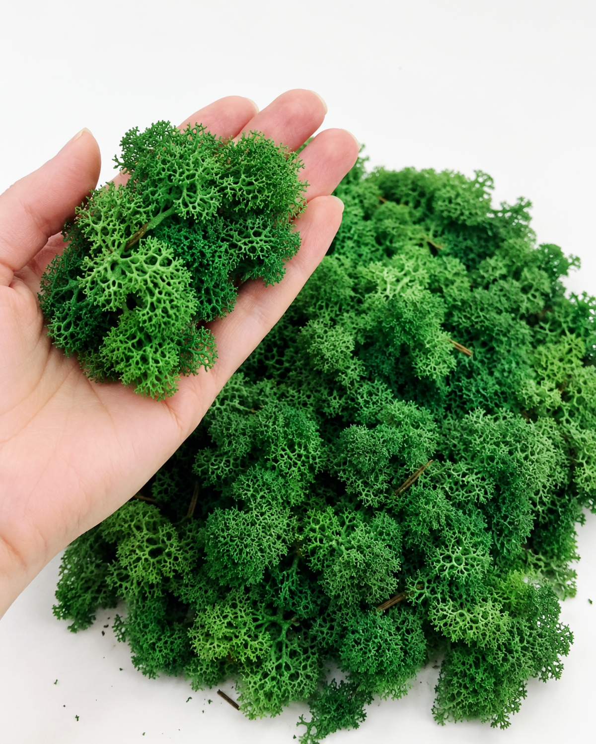Close-up texture of soft green preserved reindeer moss for crafts and moss walls.
