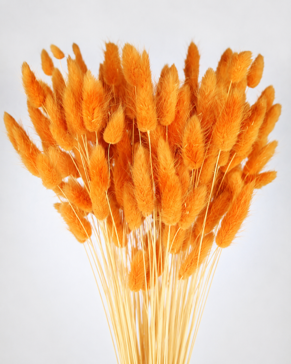 Mango Bunny Tail Grass