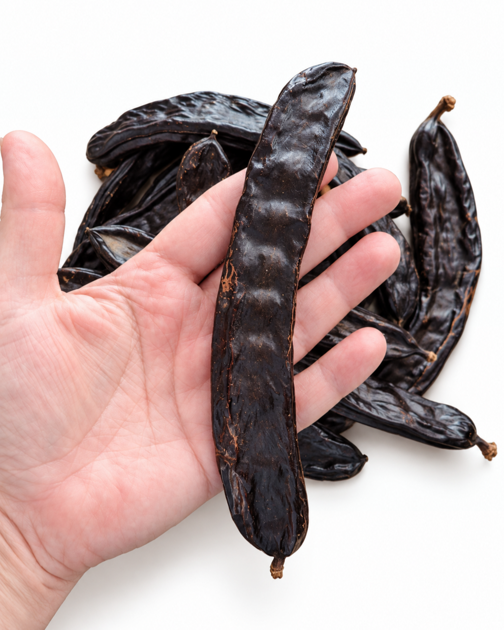 Close-up of a long natural carob pod held in hand showing size and texture.
