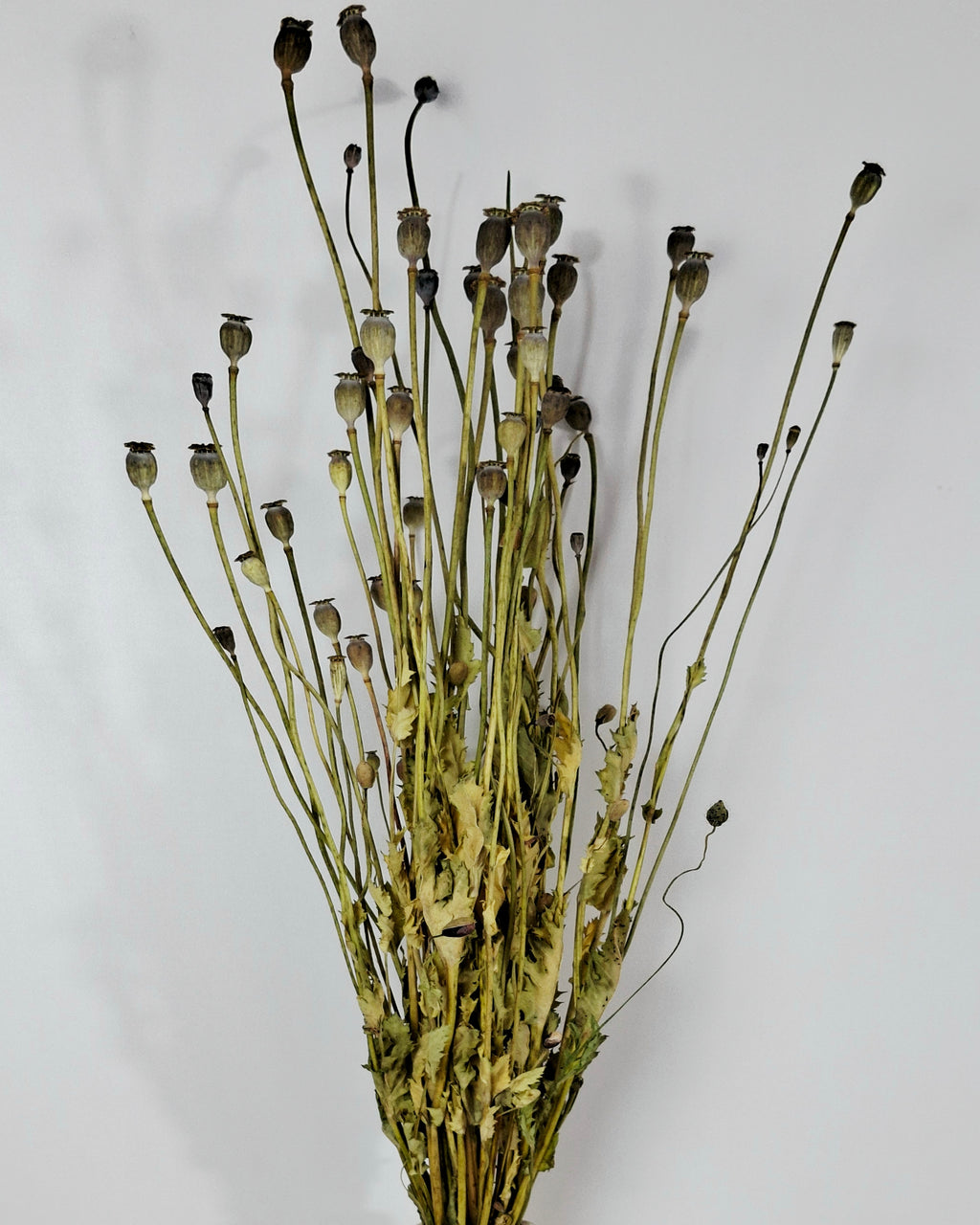 Natural Dried Poppy Stems