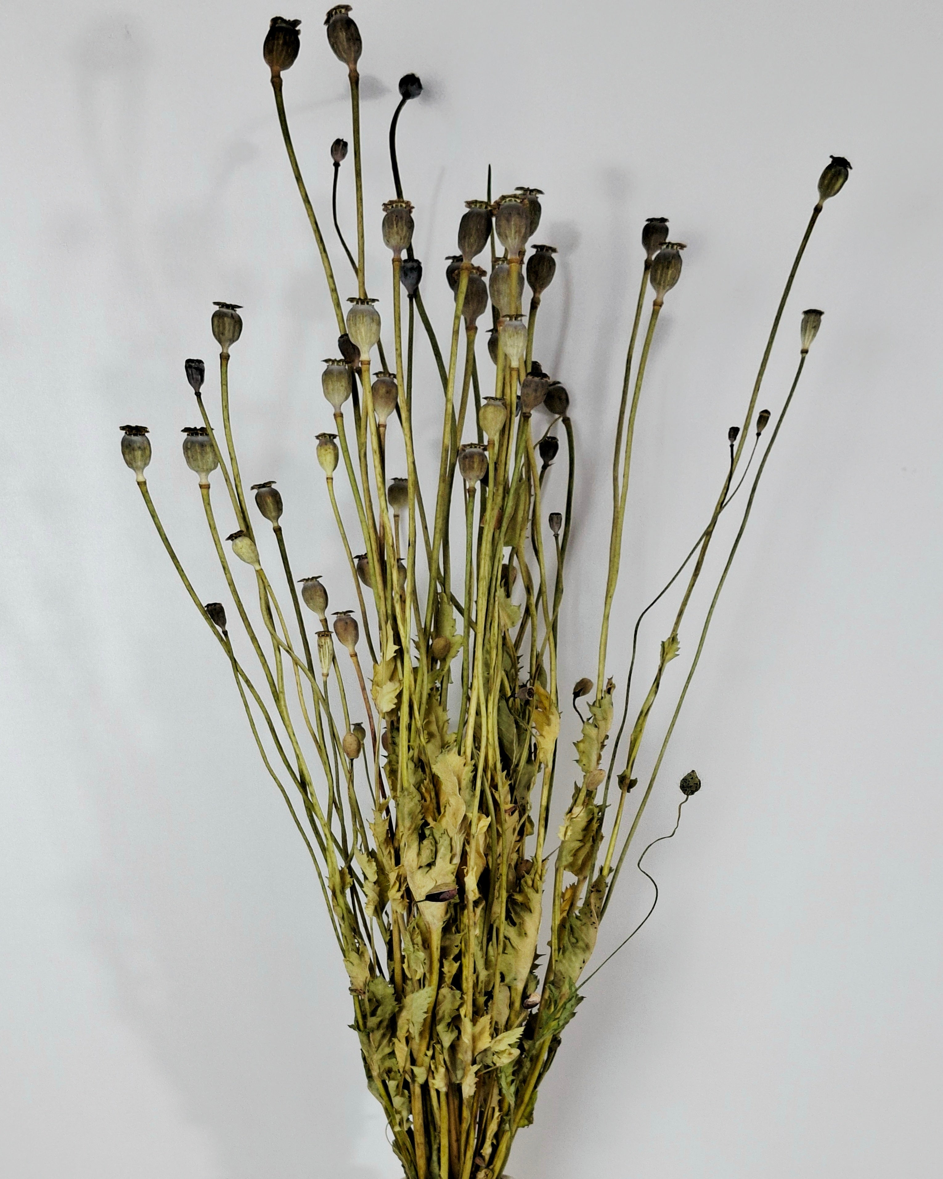 Natural Dried Poppy Stems
