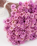 Glycine Glixia dried
