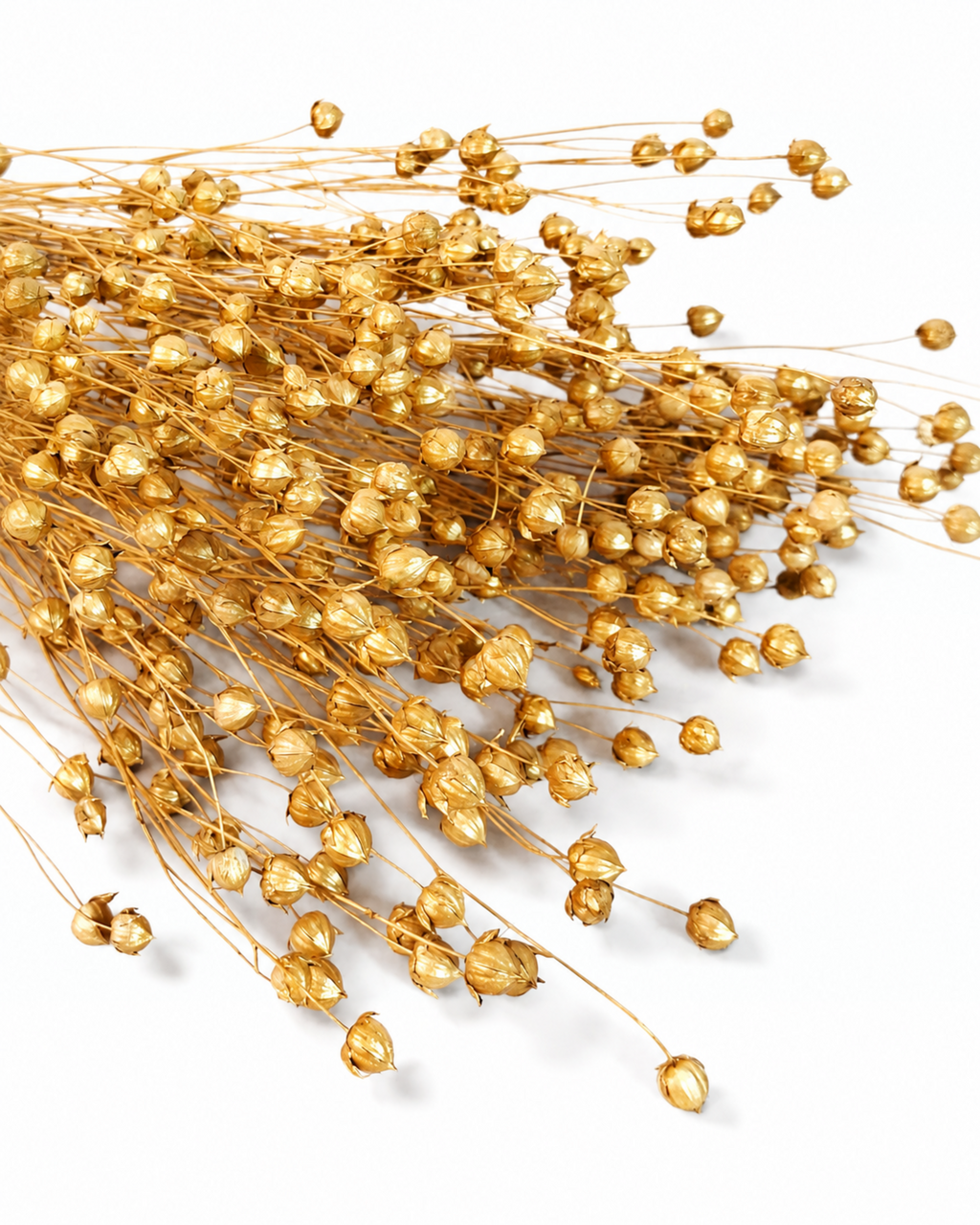 Gold Dried Flax Stems