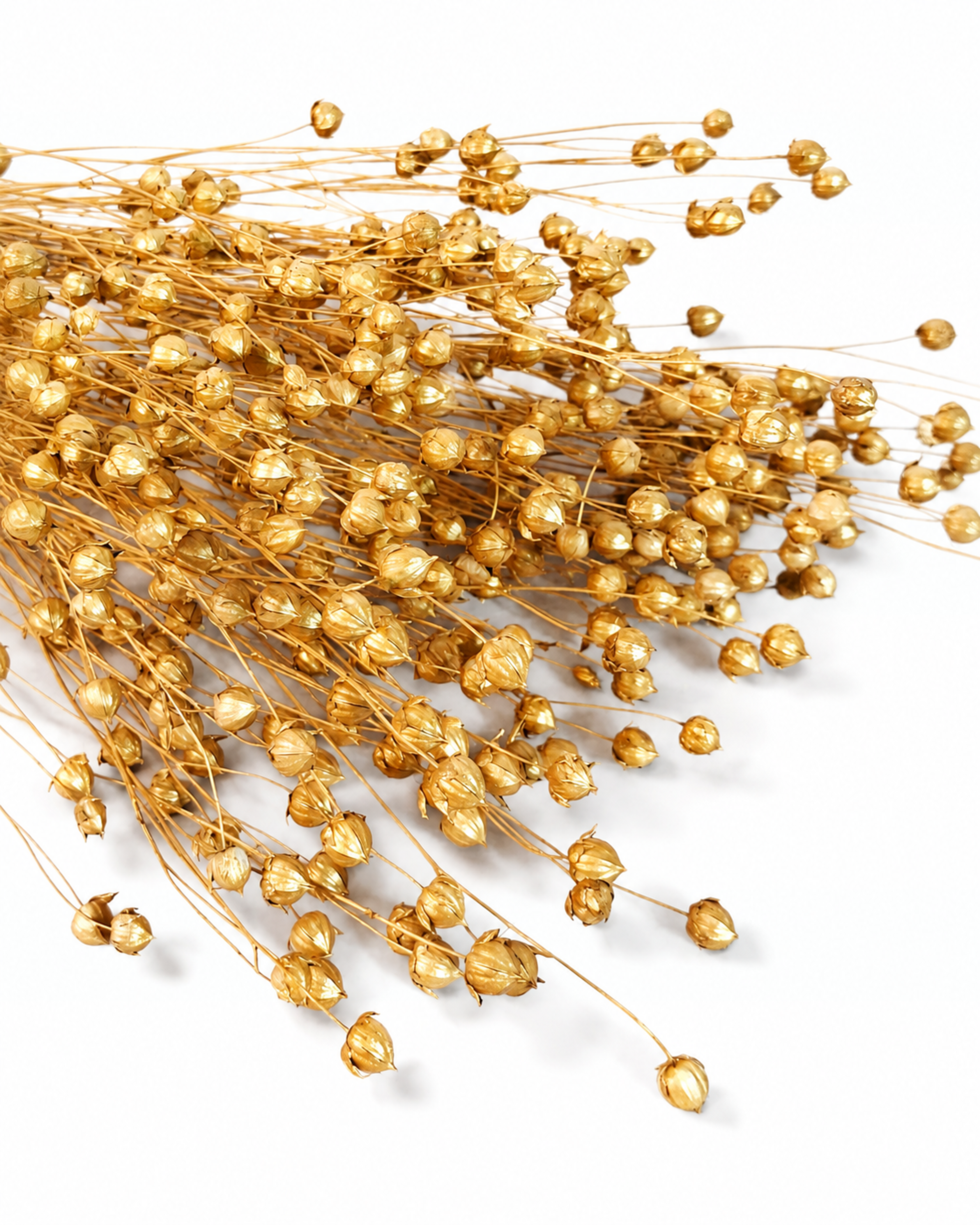 Gold Dried Flax Stems