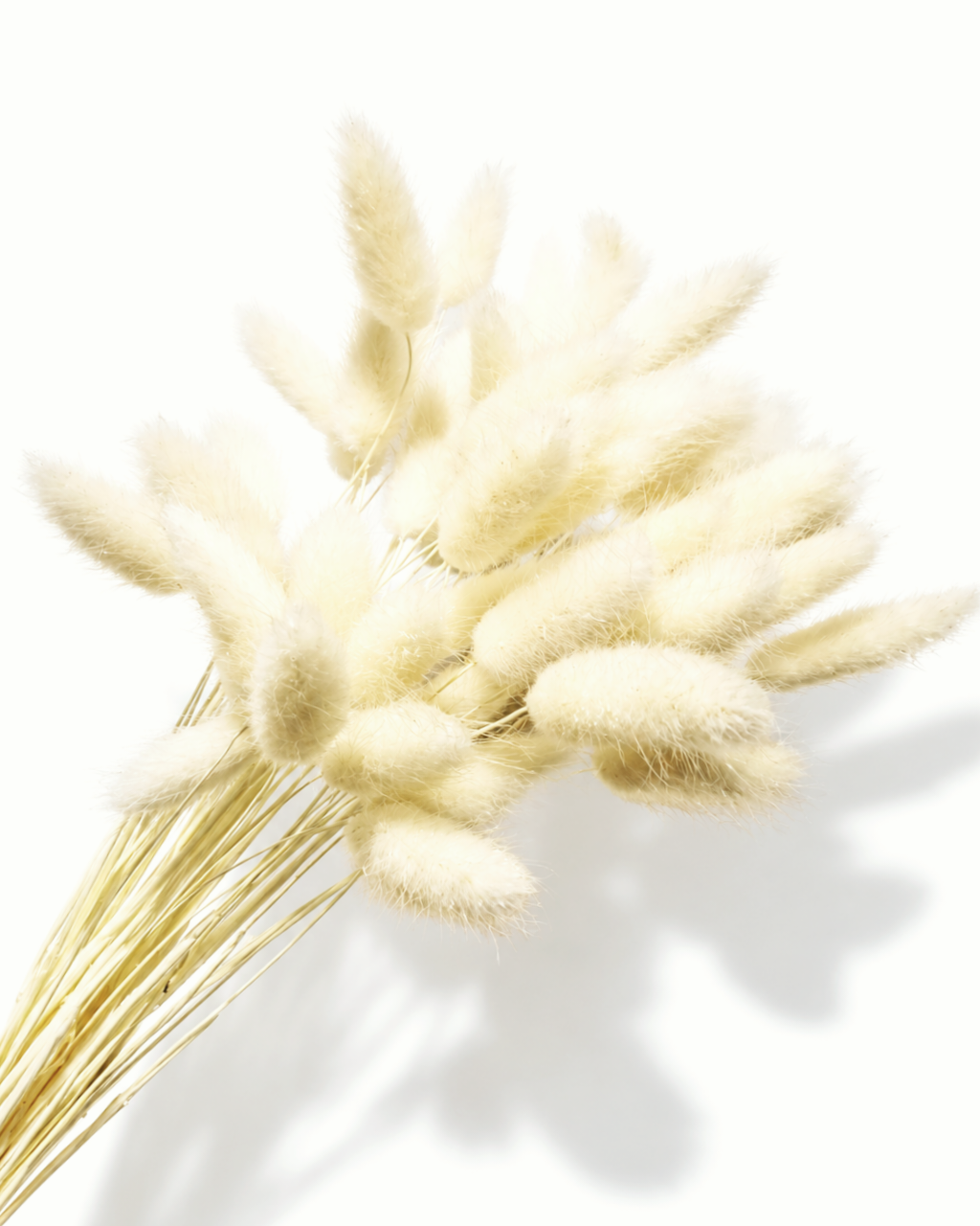 A tied bundle of preserved bleached ivory Lagurus ovatus stems arranged diagonally, showing clean light stems and plush bunny tails against a plain white studio setting.
