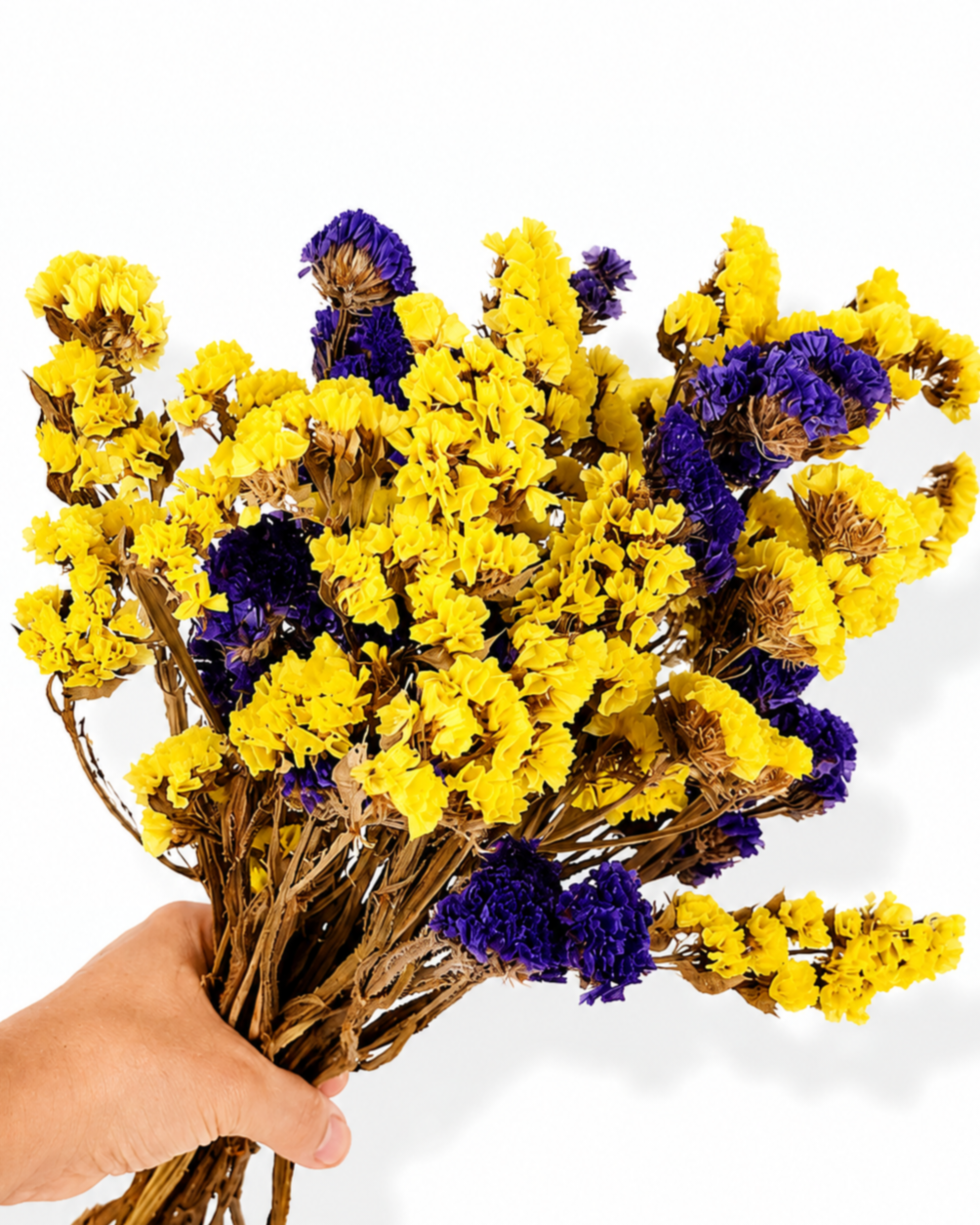 Side view of a full 100g dried yellow and purple Limonium bunch held in hand.

