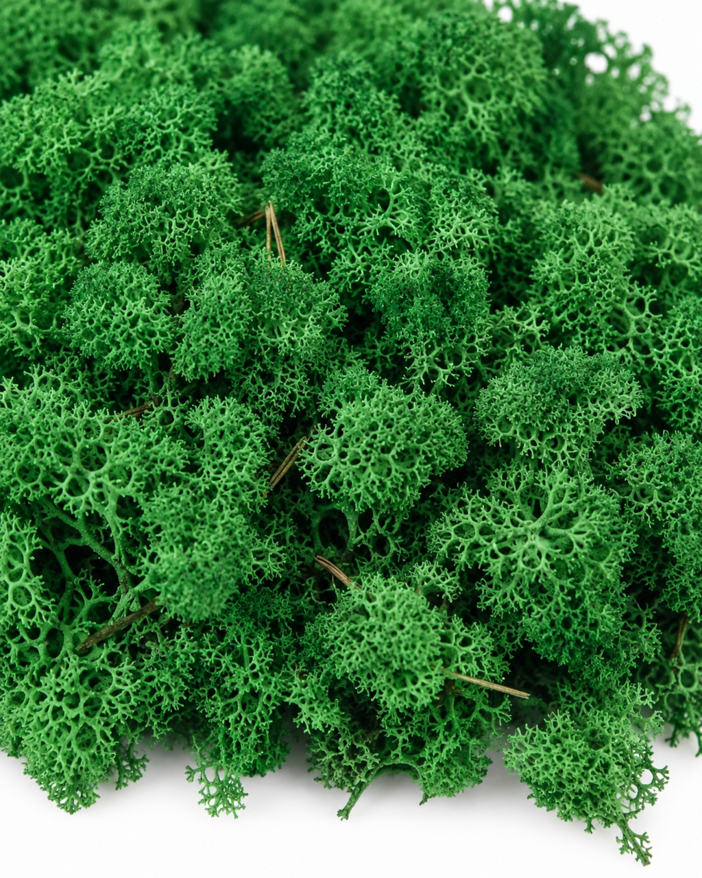 Preserved Reindeer Moss 250g - Soft Green Botanical Craft Supply