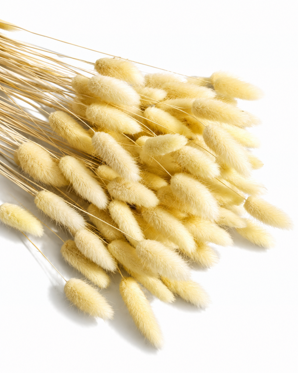 A tied bundle of preserved pastel yellow Lagurus grass stems laid diagonally, highlighting its ~55 cm stem length and full volume on a plain white background.
