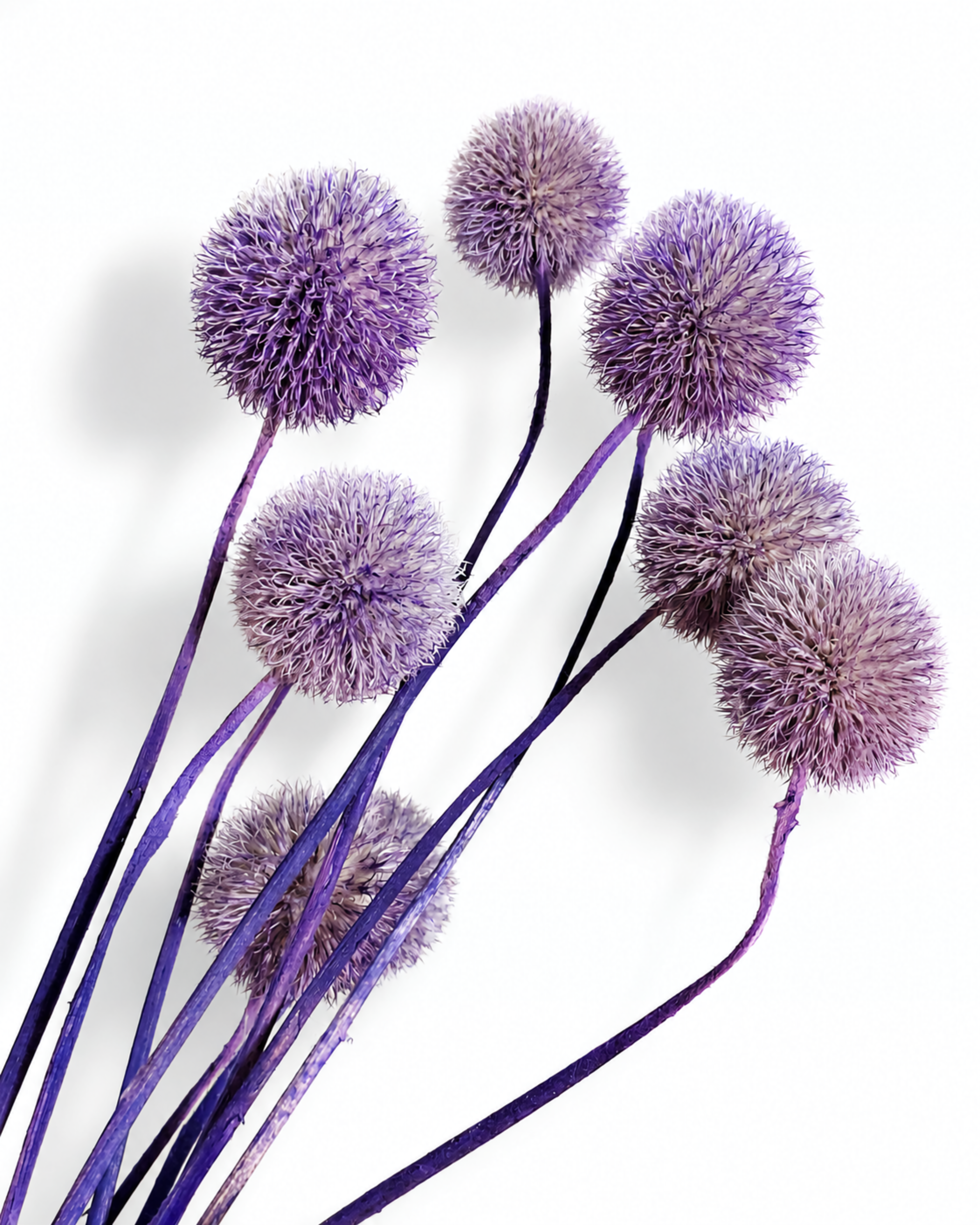 Close-up view of vibrant purple dried globe thistle heads spread across a white surface.
