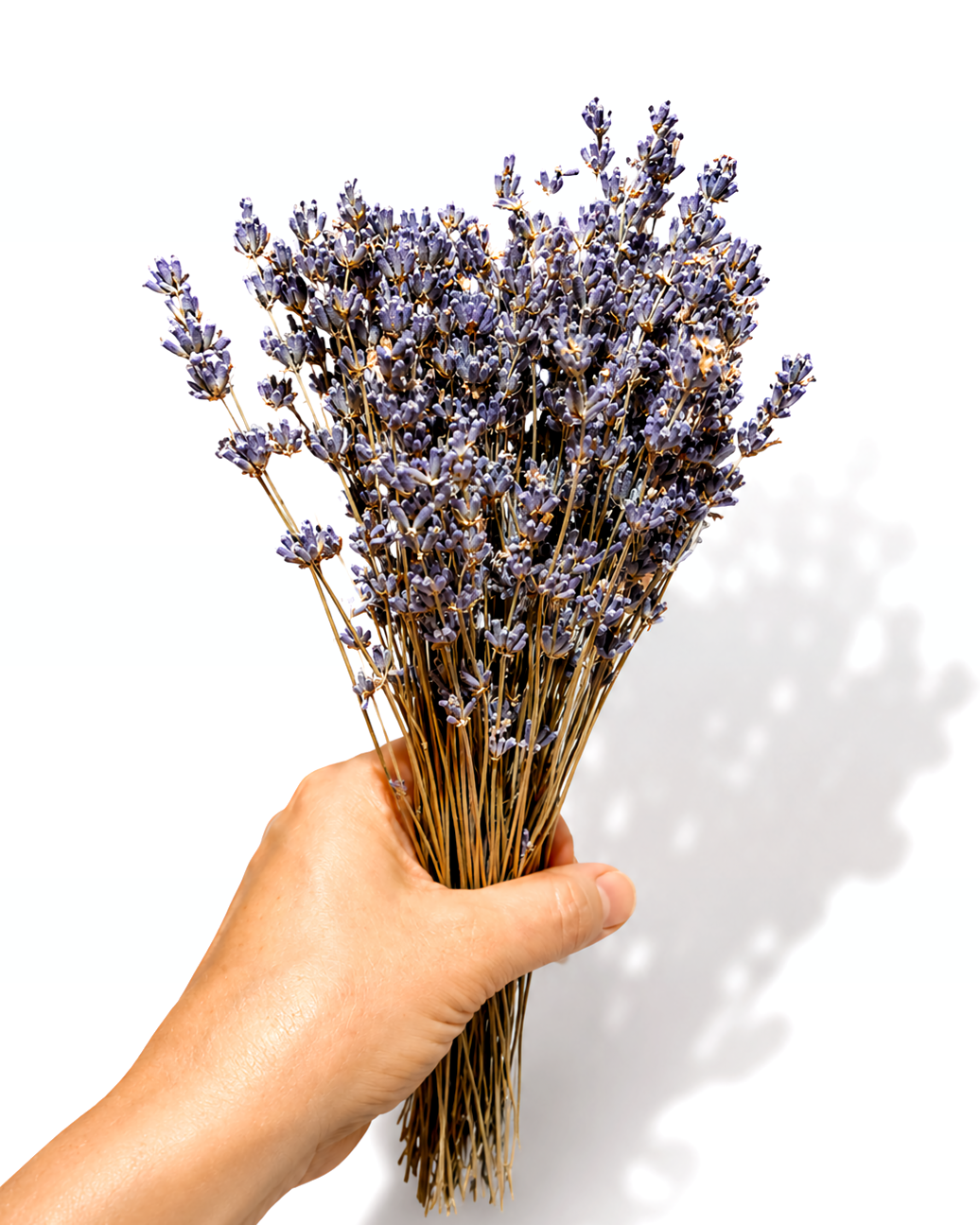 A hand holding a 20 cm dried lavender bundle vertically displaying stem length and jute string tie.

