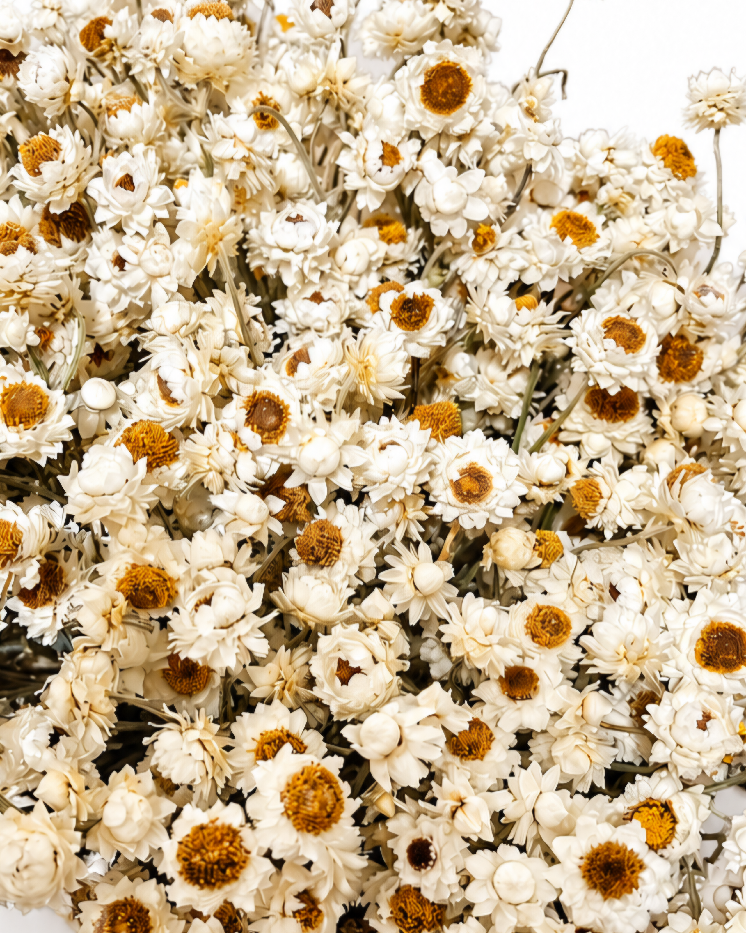 Detailed macro shot of small white ammobium flowers with golden brown centers packed densely together.
