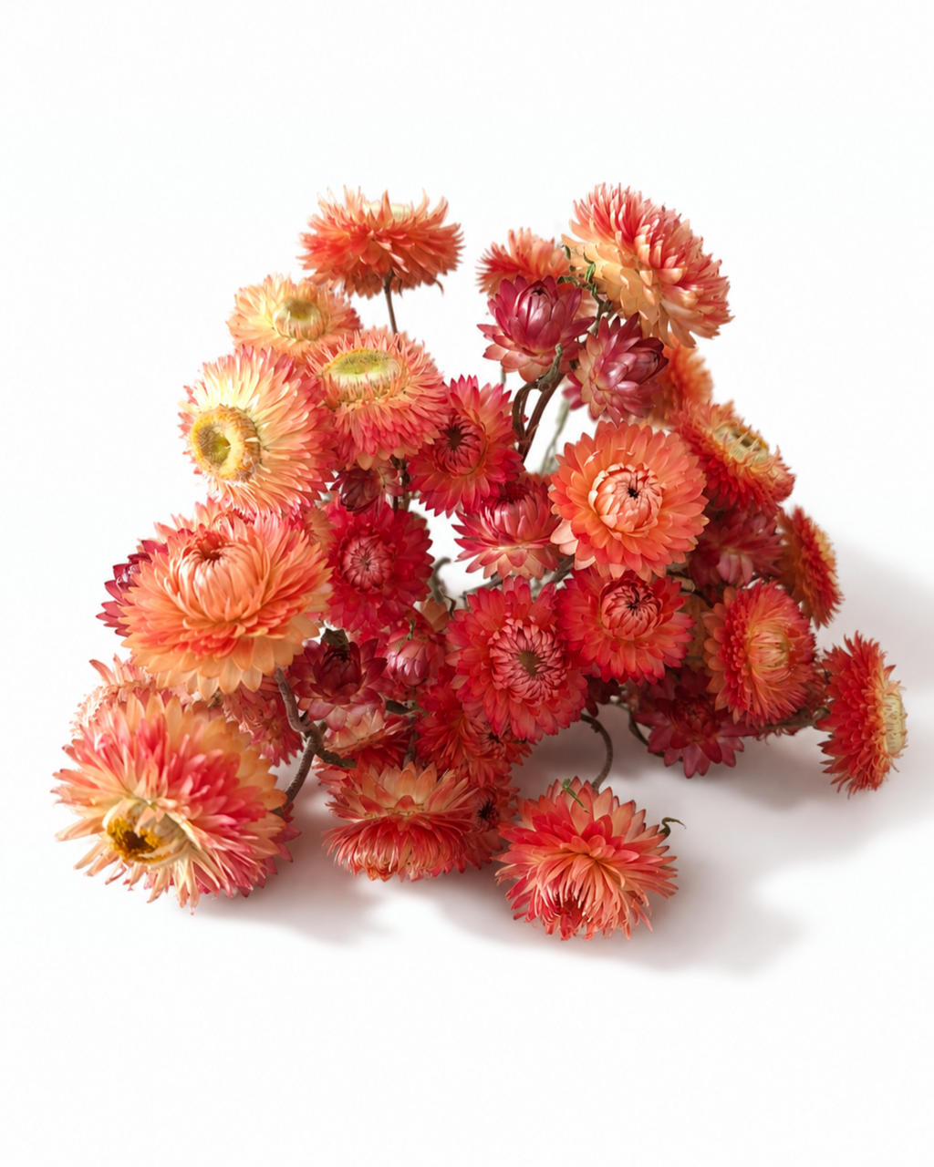 Premium dried terracotta orange helichrysum strawflowers 25 stems bunch for professional florist decor