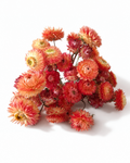 Premium dried terracotta orange helichrysum strawflowers 25 stems bunch for professional florist decor