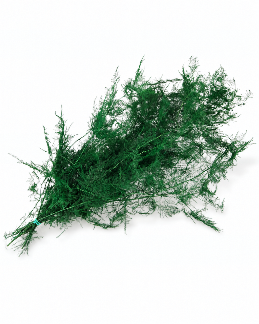 Full 100g bunch of preserved green asparagus plumosus fern stems.
