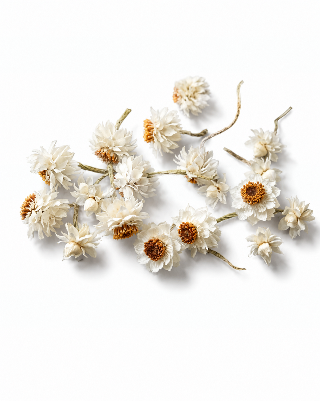 Scattered small white dried Ammobium flower heads with amber centers on white background.
