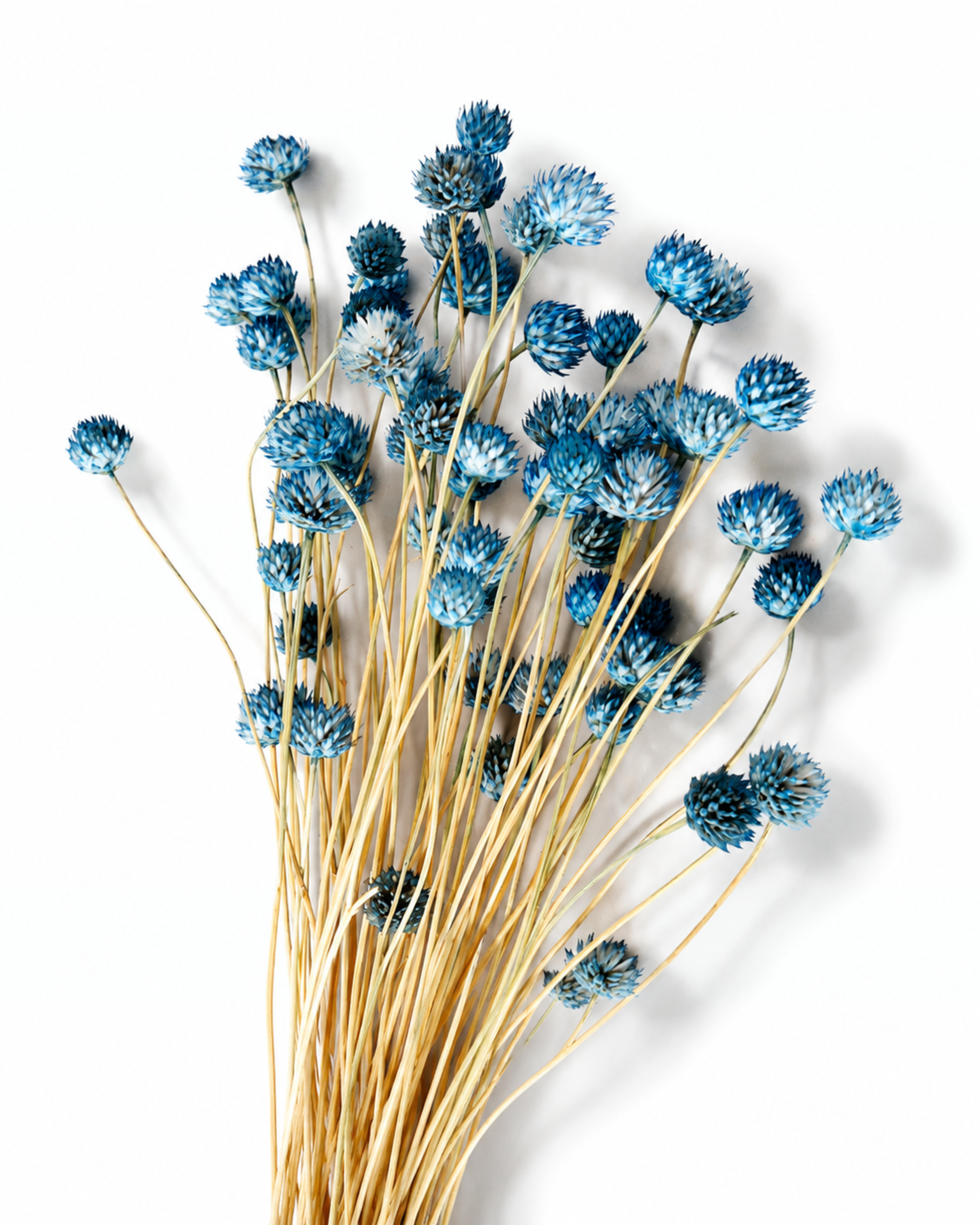 Blue Cephalaria Stems