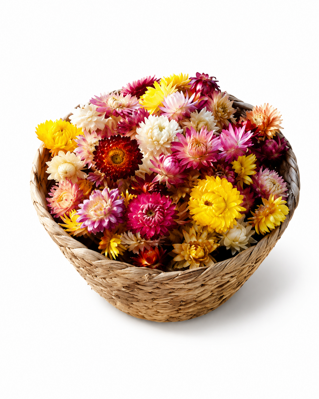 Colorful Helichrysum Flower Heads