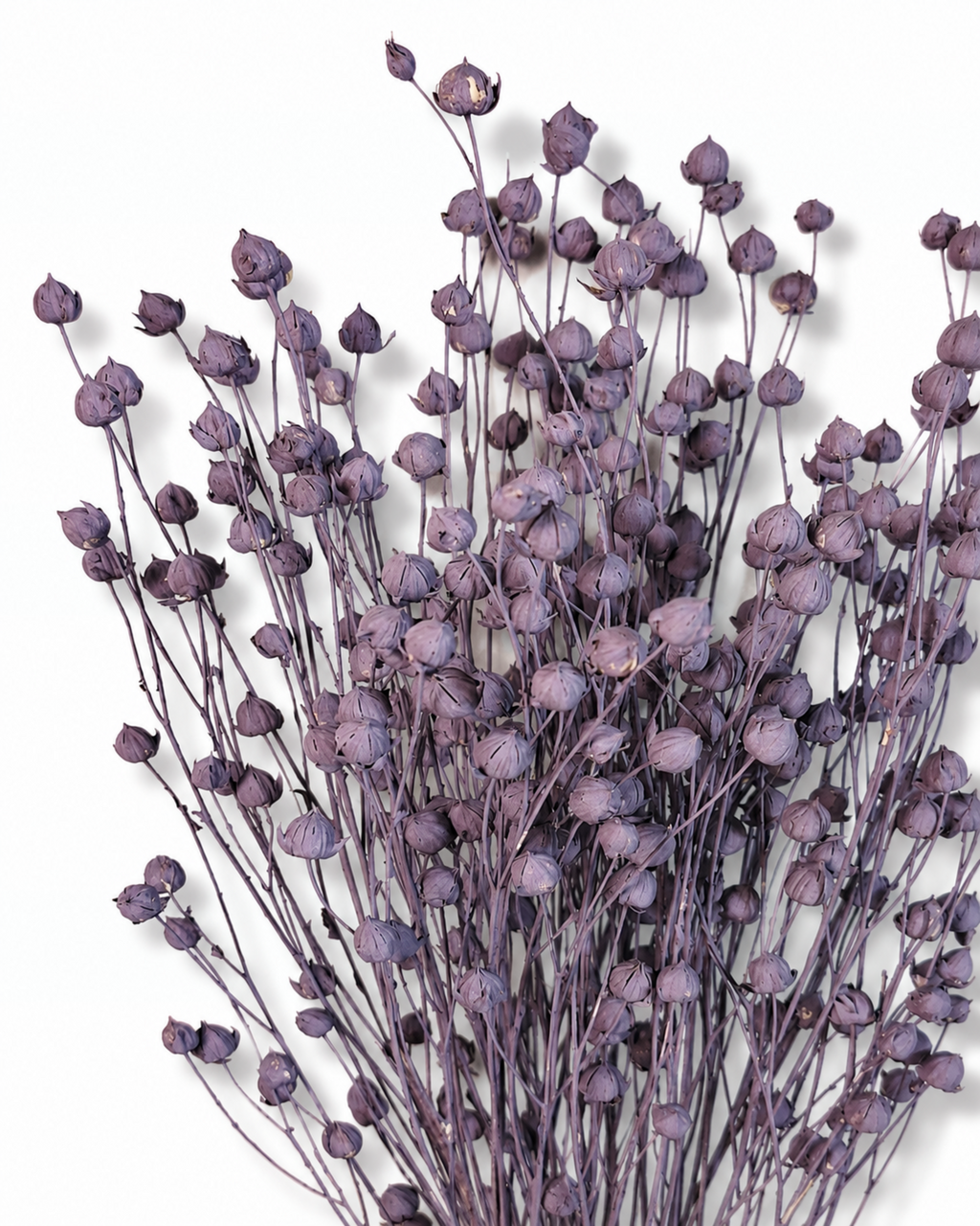 Purple Flax Stems