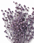 Purple Flax Stems