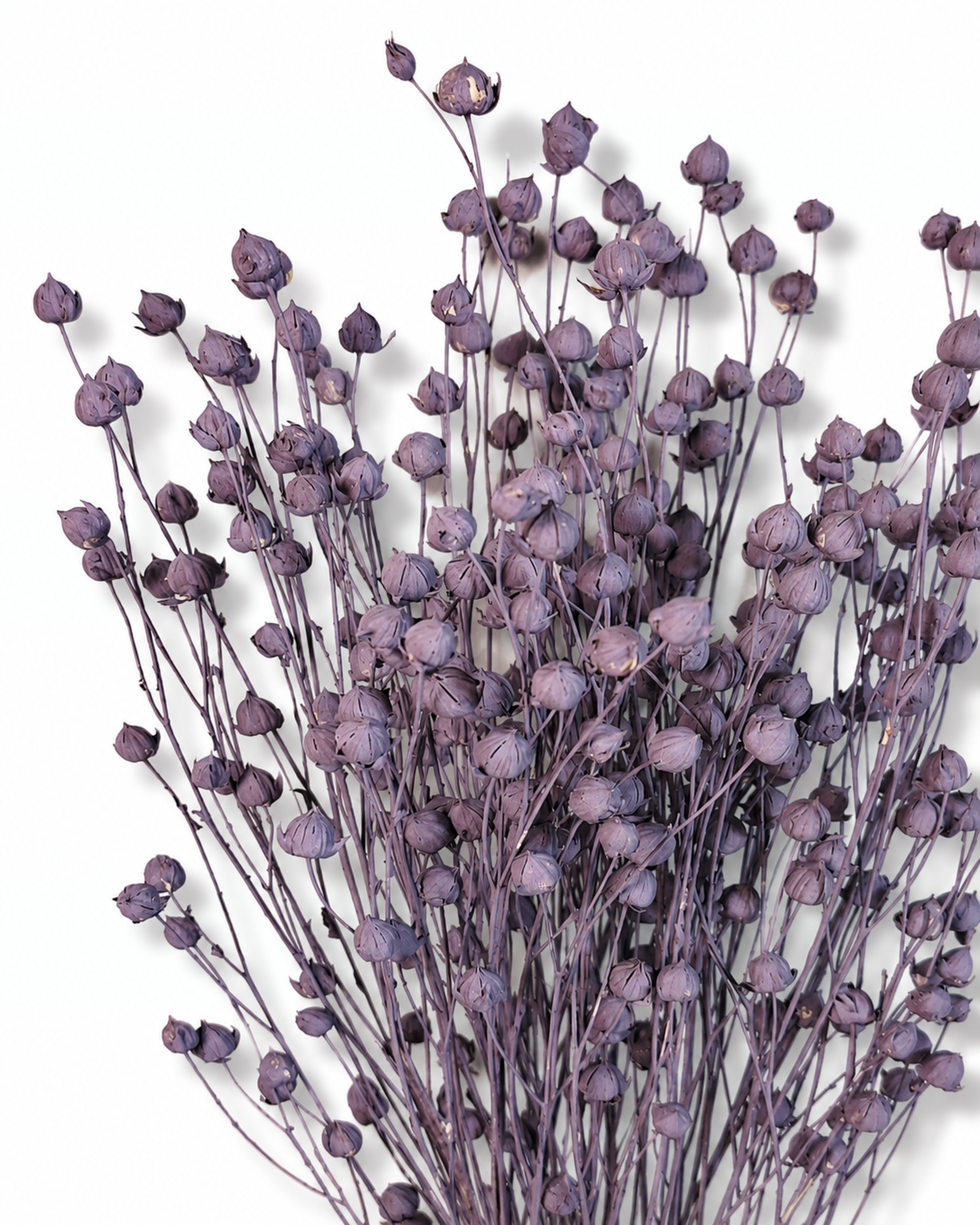 Purple Flax Stems
