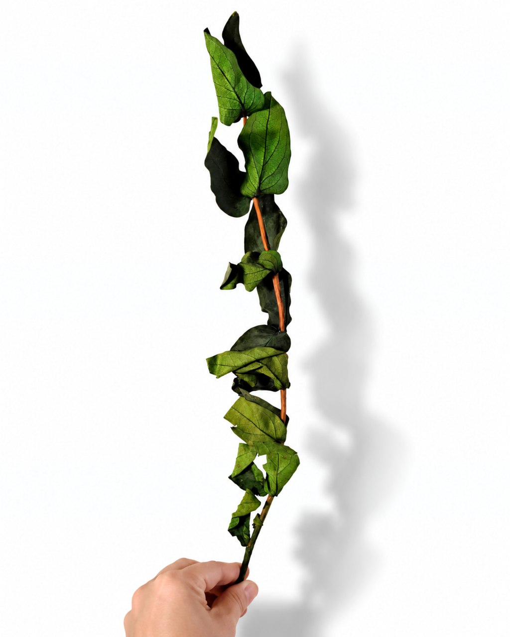 Preserved Green Foliage Branches