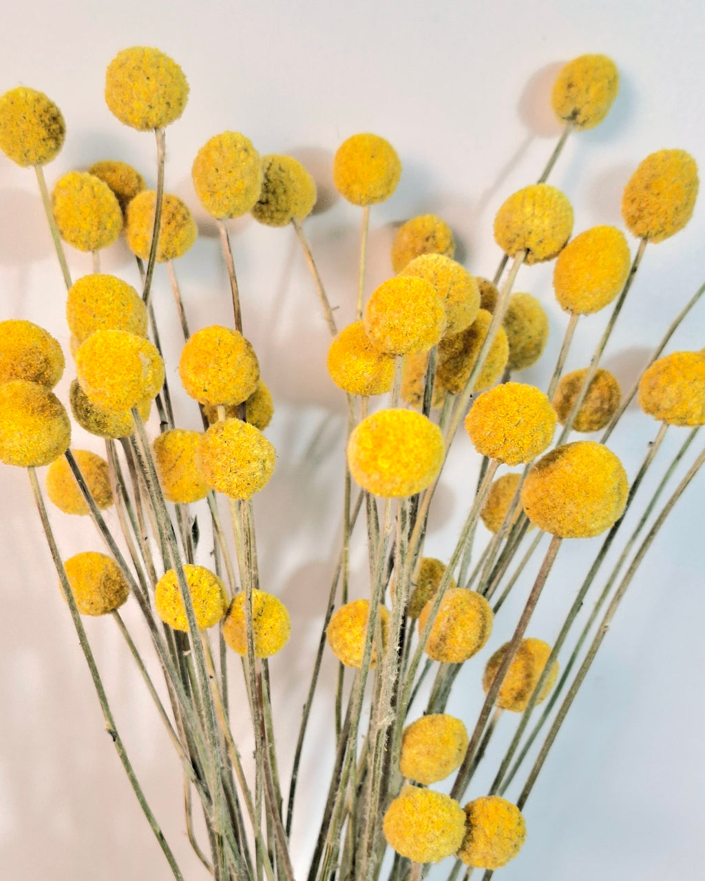 Yellow Craspedia Stems