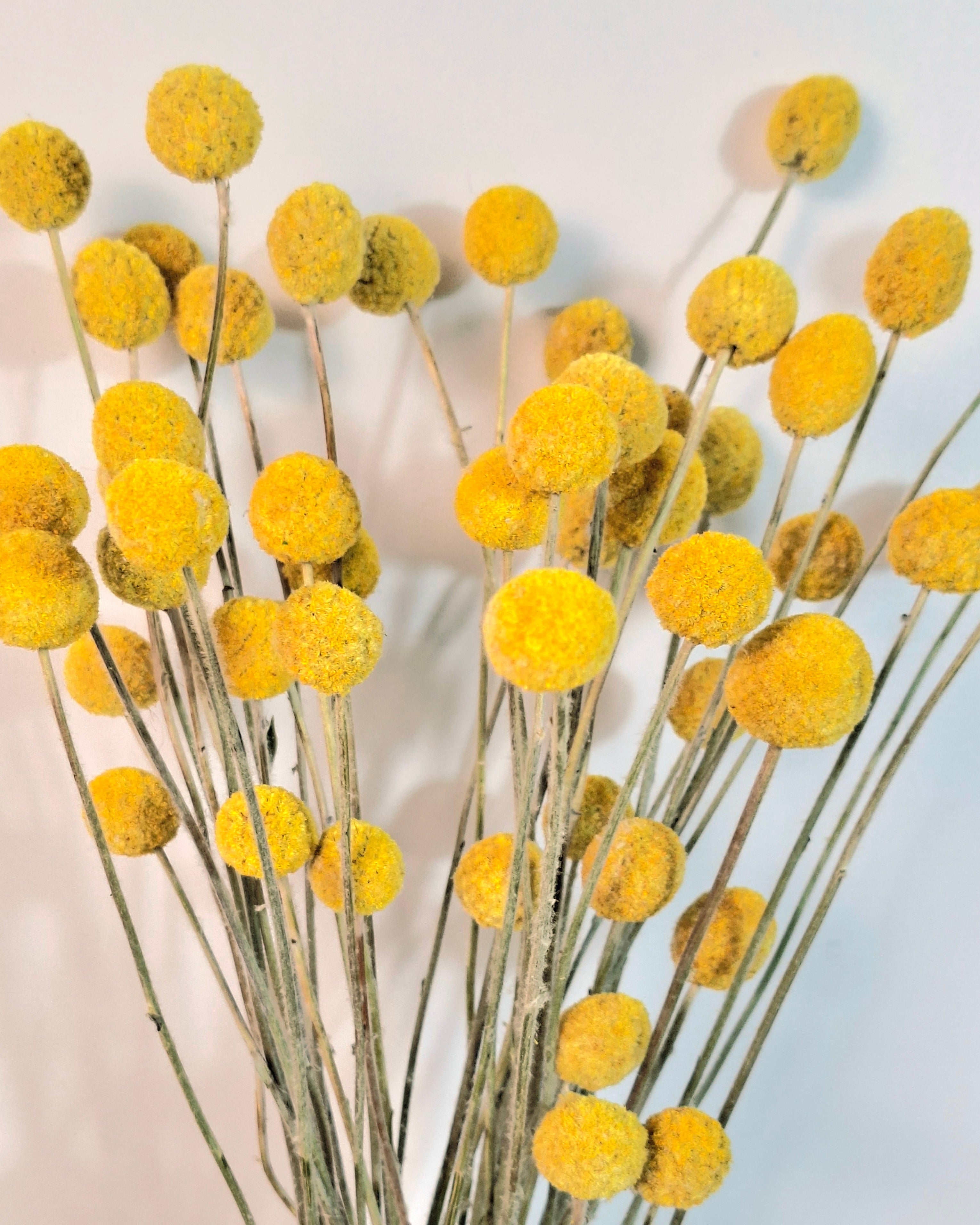 Yellow Craspedia Stems
