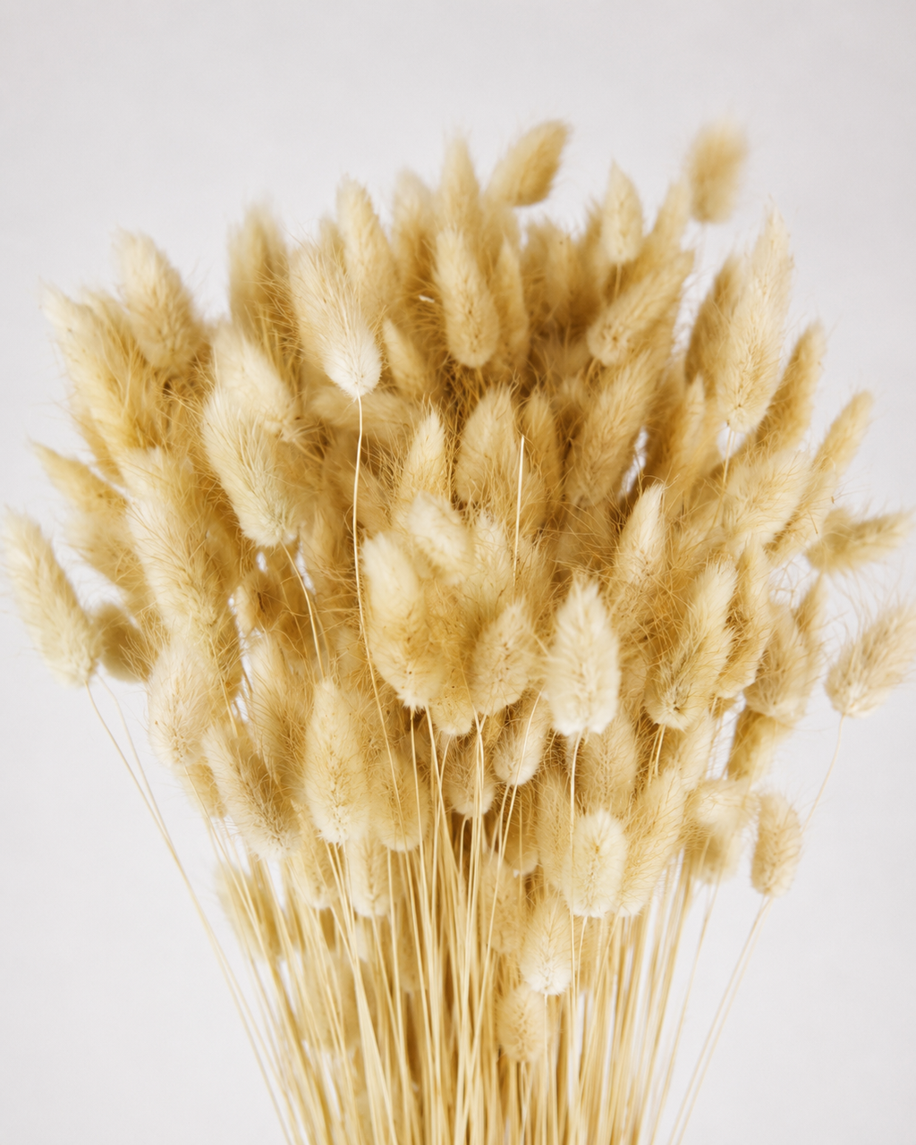 Natural Bunny Tail Grass