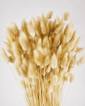 Natural Bunny Tail Grass