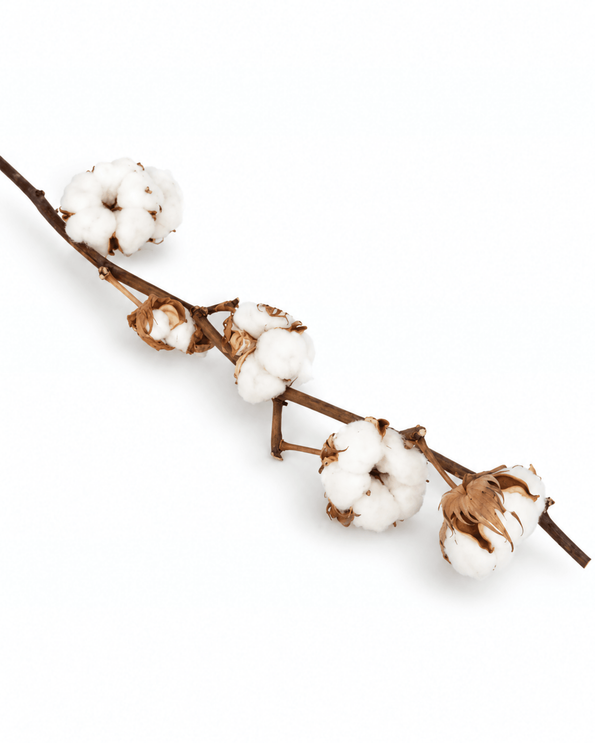 Set of 3 Natural Dried Cotton Branches - 50-60cm Real Cotton Stems - Dried Flower Stems - Flor Chama Do Algarve