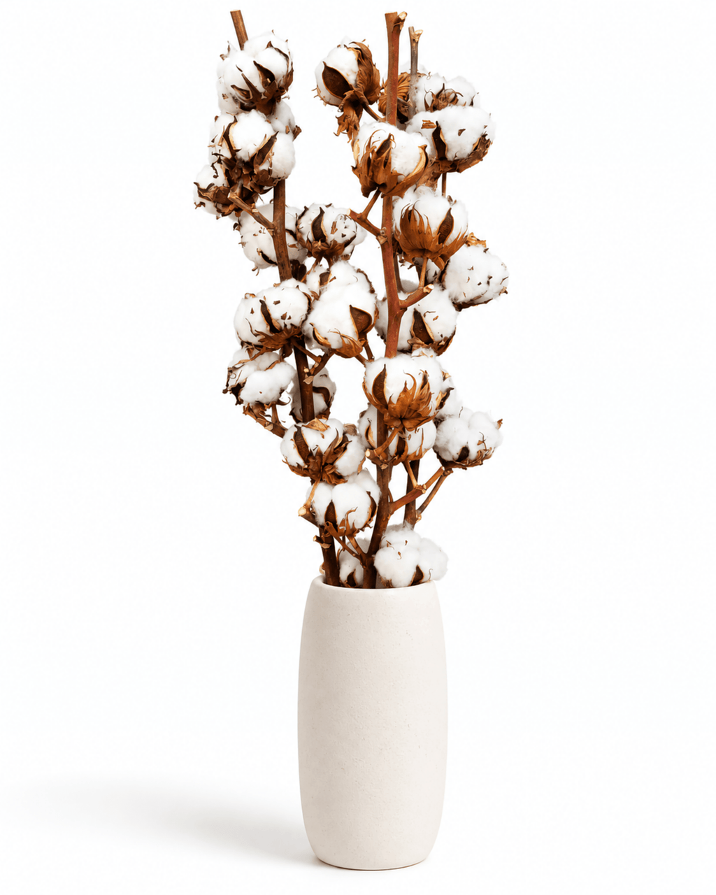 Set of 3 Natural Dried Cotton Branches - 50-60cm Real Cotton Stems - Dried Flower Stems - Flor Chama Do Algarve