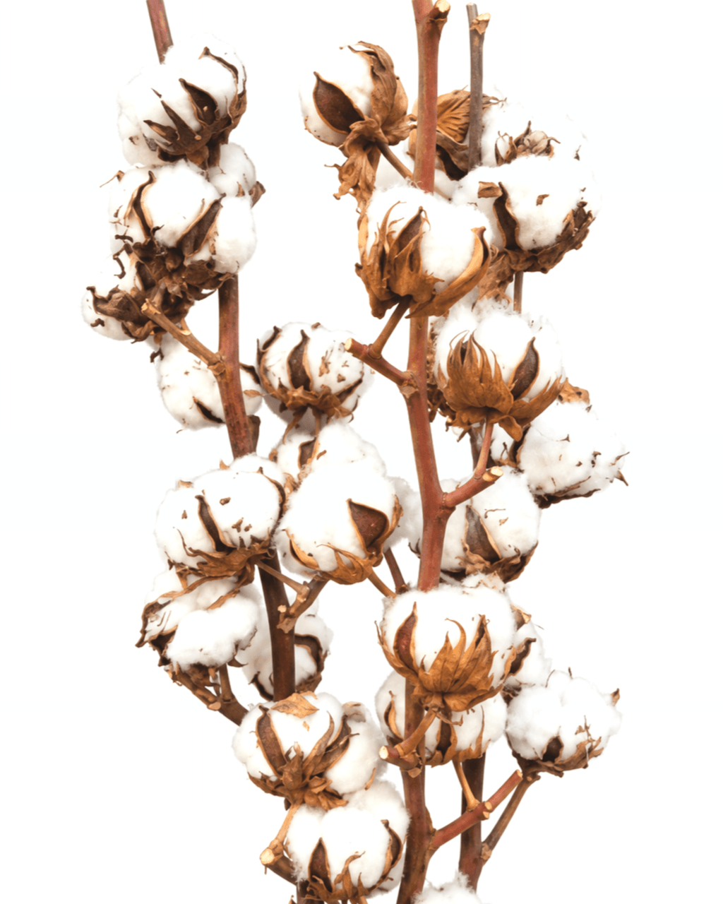 Set of 3 Natural Dried Cotton Branches - 50-60cm Real Cotton Stems - Dried Flower Stems - Flor Chama Do Algarve