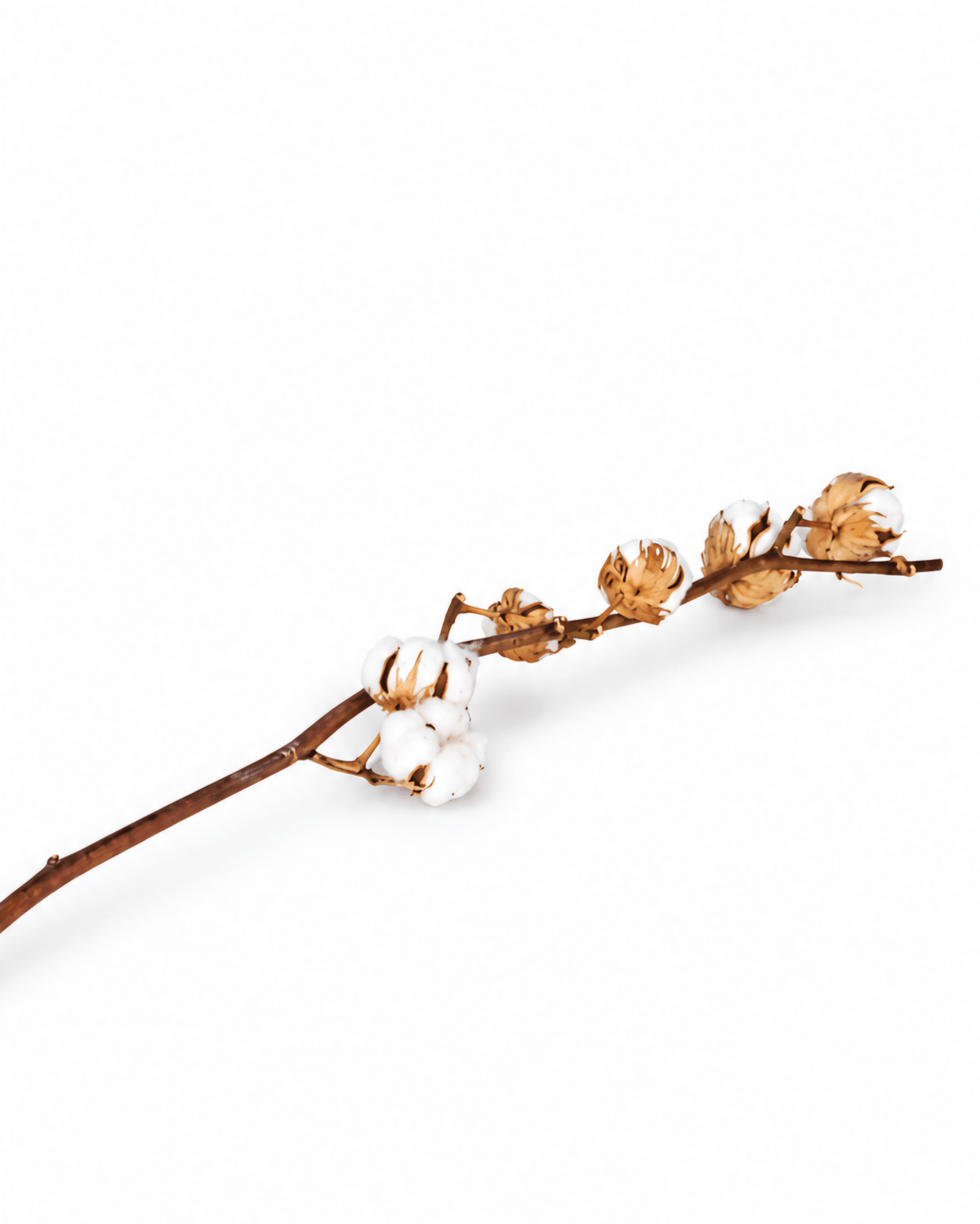 Set of 3 Natural Dried Cotton Branches - 50-60cm Real Cotton Stems - Dried Flower Stems - Flor Chama Do Algarve