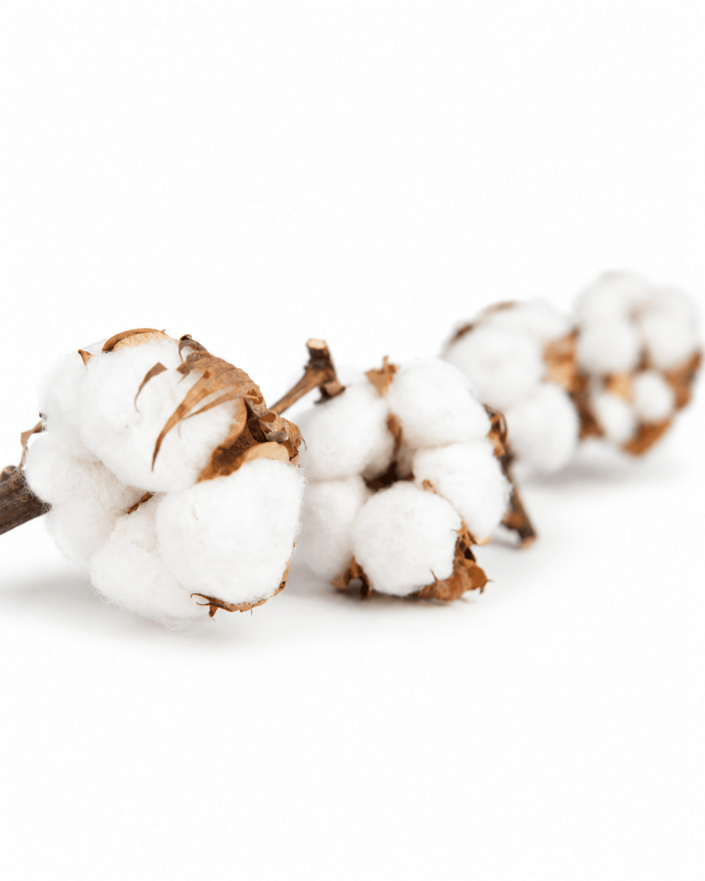 Set of 3 Natural Dried Cotton Branches - 50-60cm Real Cotton Stems - Dried Flower Stems - Flor Chama Do Algarve